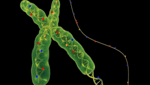 אפיגנטיקה – ה- DNA שלנו הוא אנחנו
