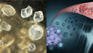 מעבר לגבולות הנראה: איך אולטרסאונד וננוטכנולוגיה משנים עולמות